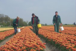 Selection Tulips